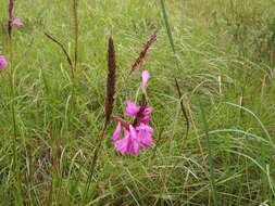 Image of Watsonia confusa Goldblatt