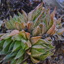 Image of Haworthia marumiana var. marumiana