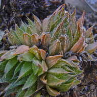 Image de Haworthia marumiana var. marumiana