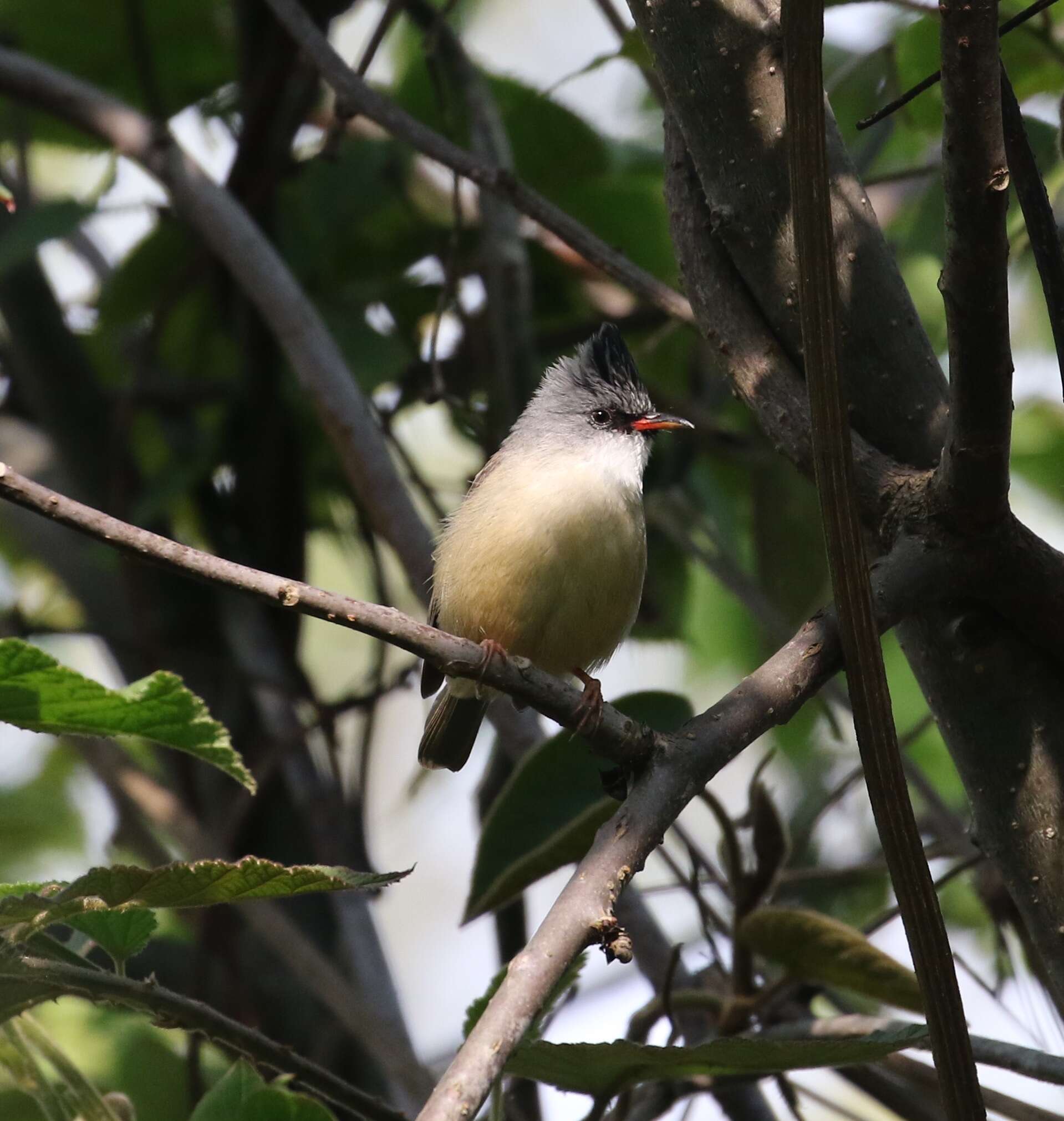 Image of Black-chinned Yuhina