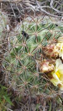 Image of mountain ball cactus