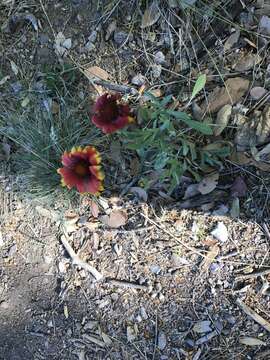 Image of <i>Gaillardia <i>pulchella</i></i> var. pulchella