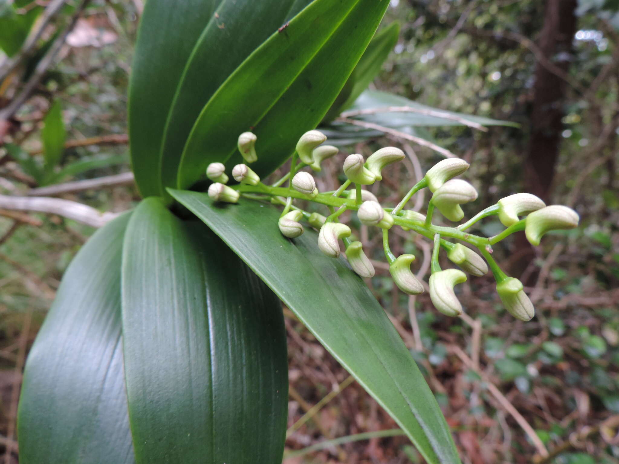 Image of Dendrobium gracilicaule var. howeanum Maiden