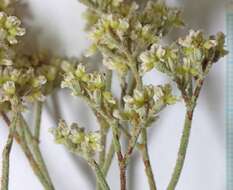 Eriogonum leptocladon var. ramosissimum (Eastwood) Reveal resmi