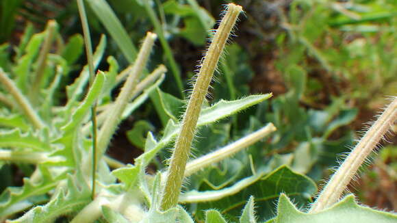 Oenothera engelmannii (Woot. & Standl.) Munz的圖片