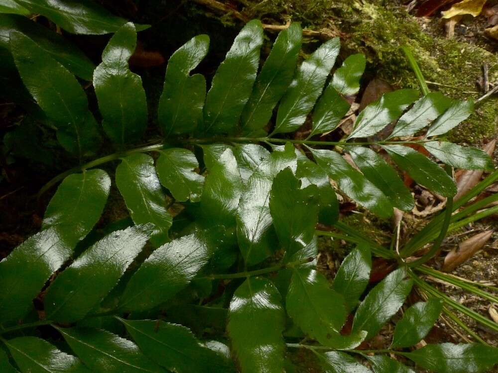 Image of Asplenium oblongifolium Col.