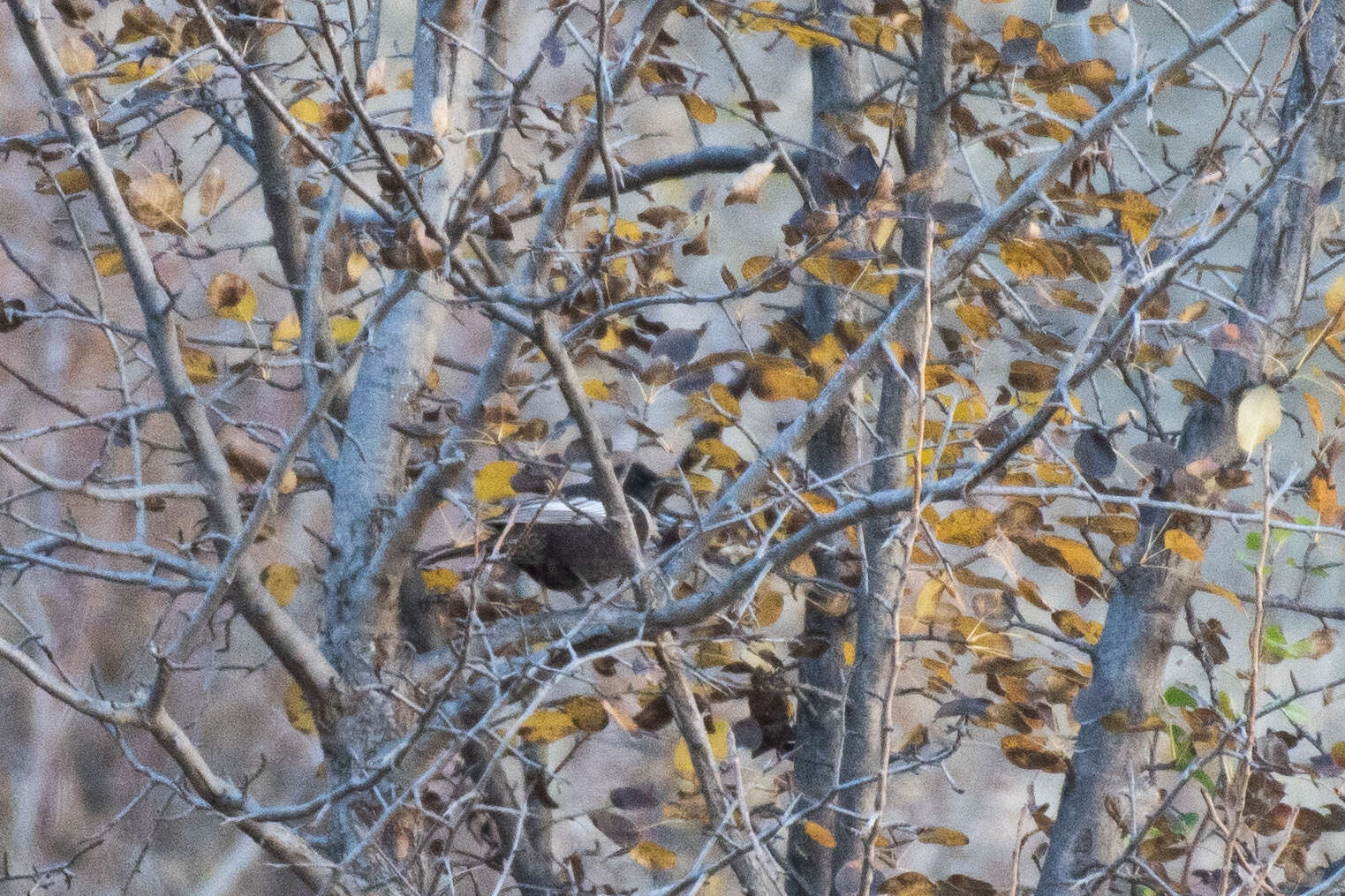 Turdus torquatus amicorum Hartert 1923的圖片