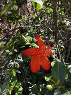 Image of red rosemallow