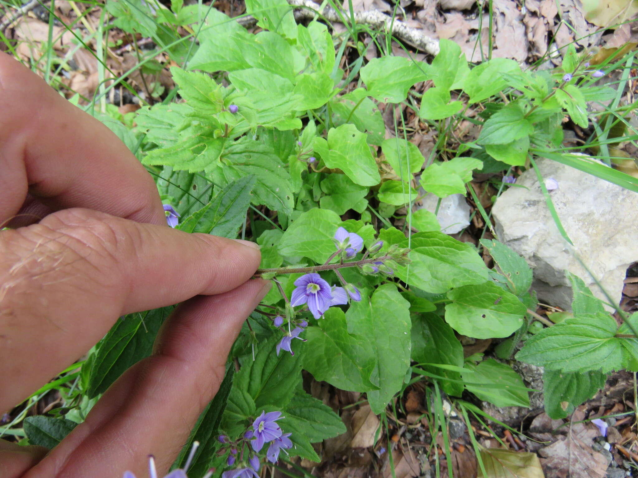 Image of Veronica ponae Gouan