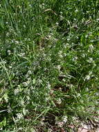 Image of white ballmustard