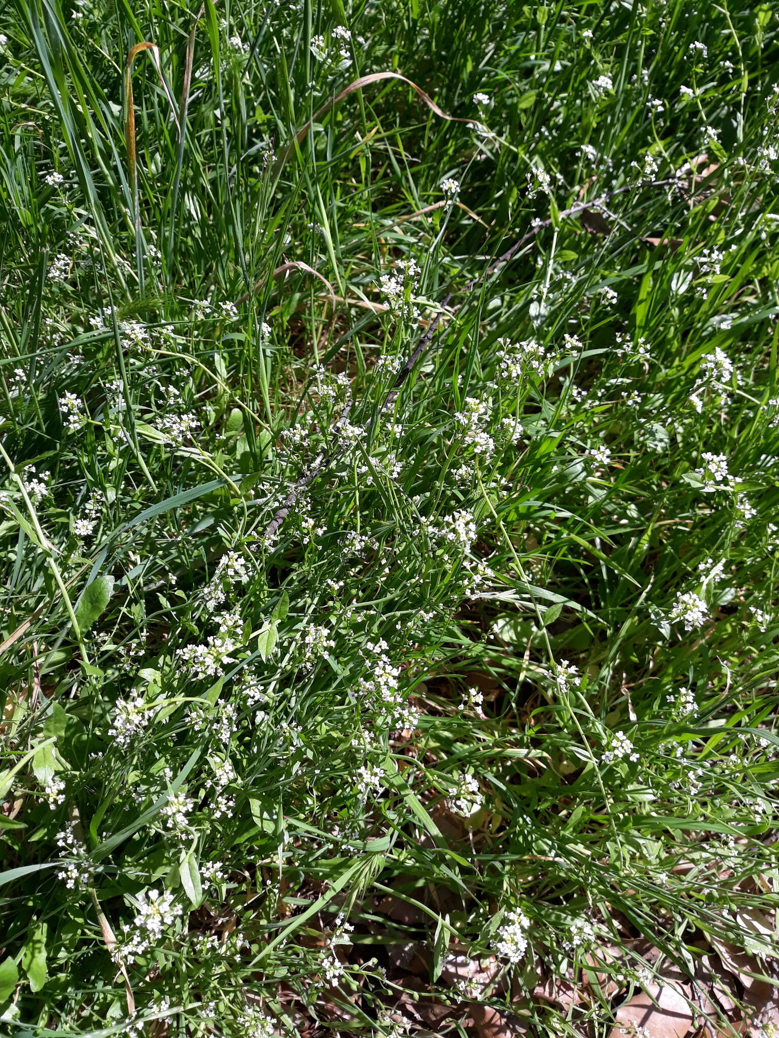 Image of white ballmustard