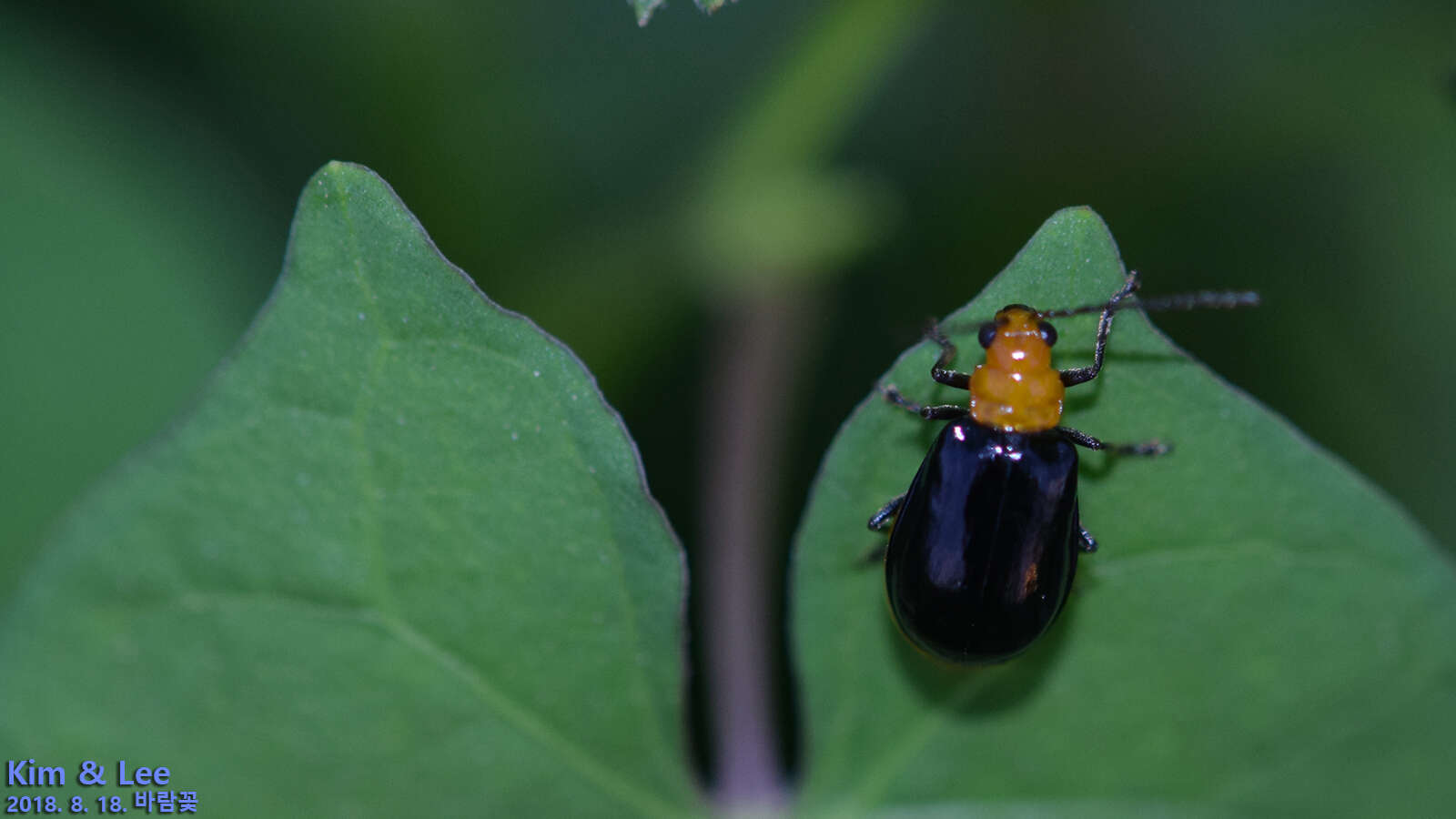 Image of <i>Aulacophora nigripennis</i>