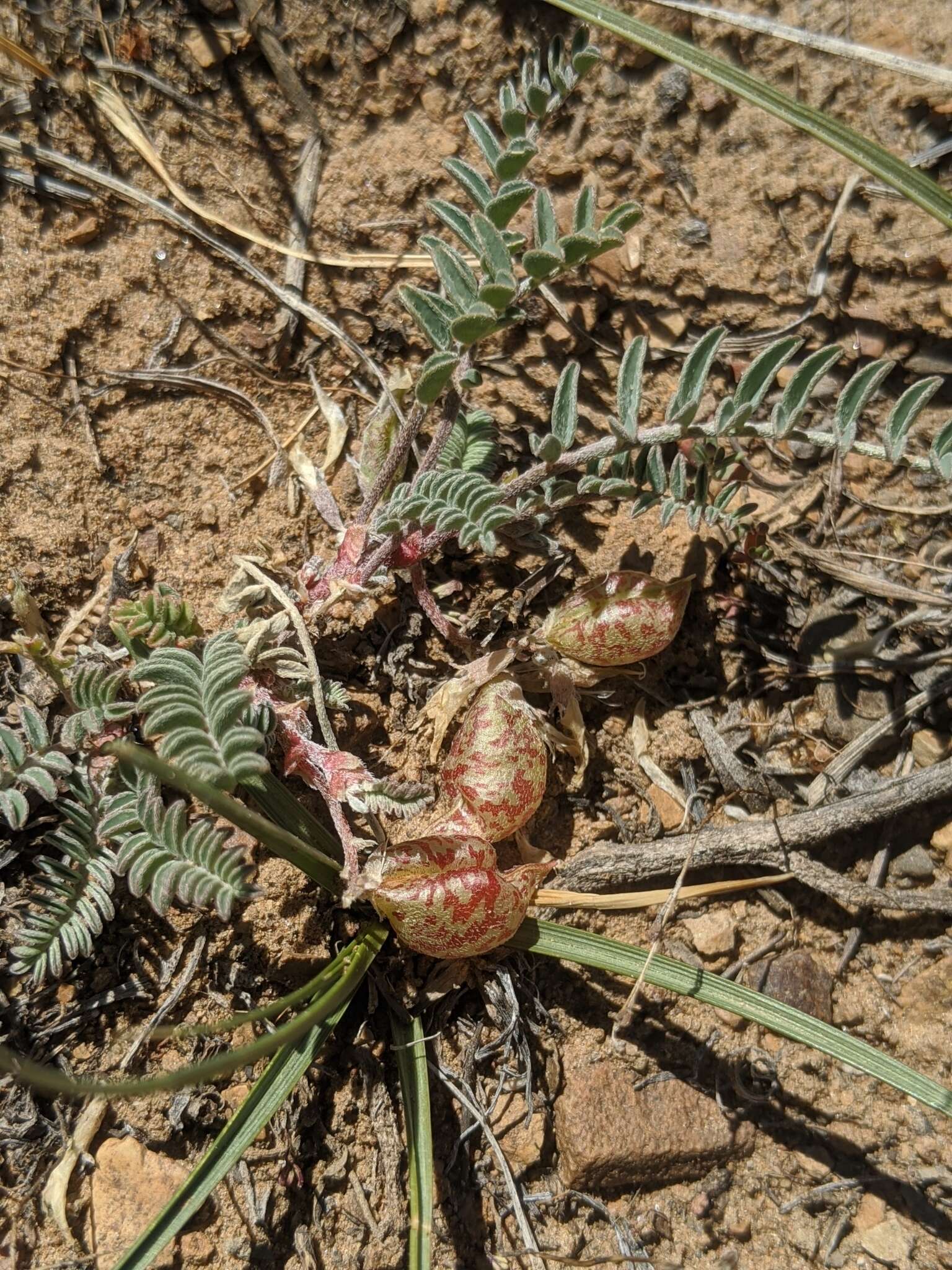 Image of freckled milkvetch