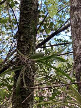 Image of Delicate violet orchid