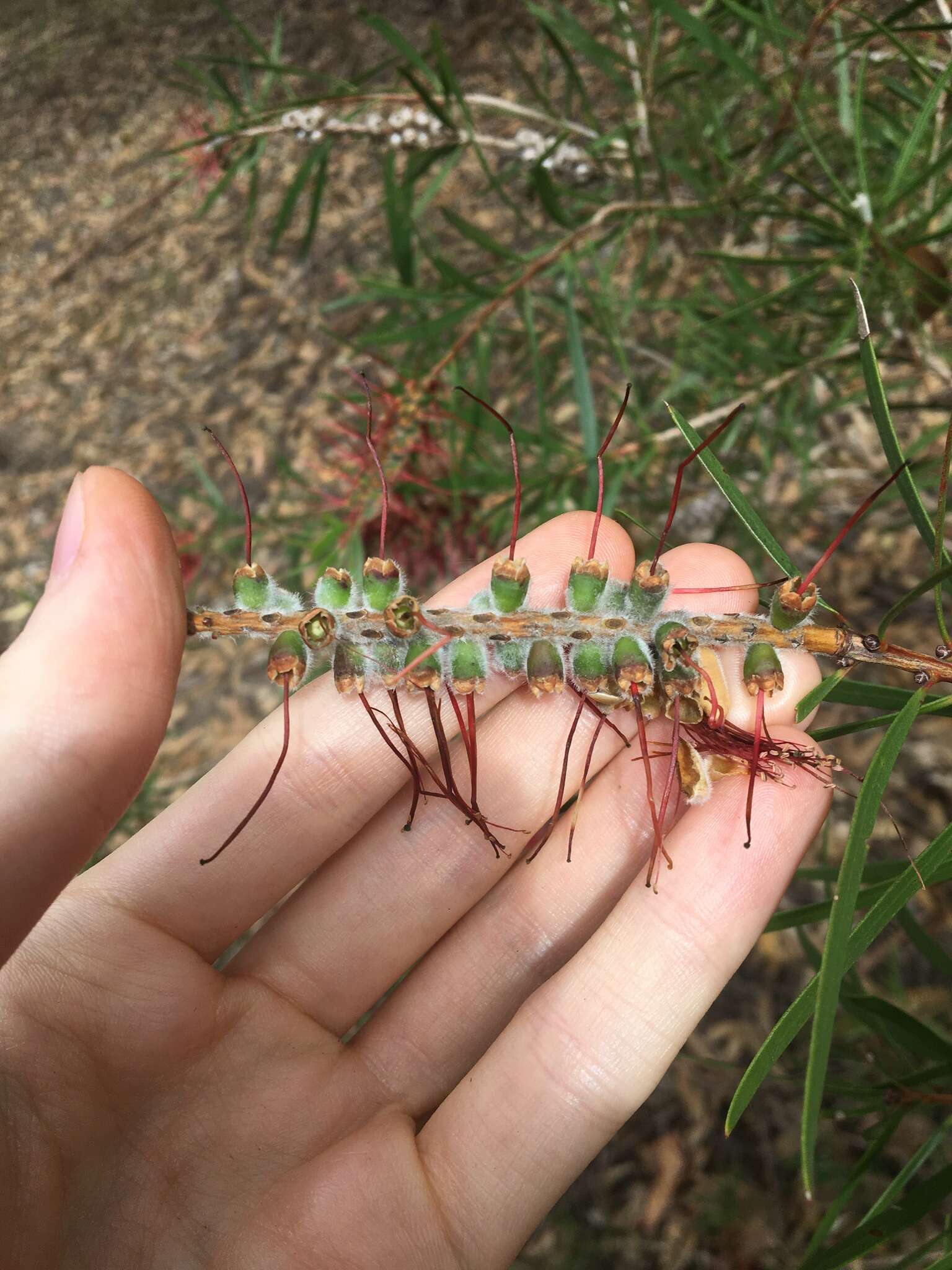 Sivun Callistemon linearifolius (Link) DC. kuva