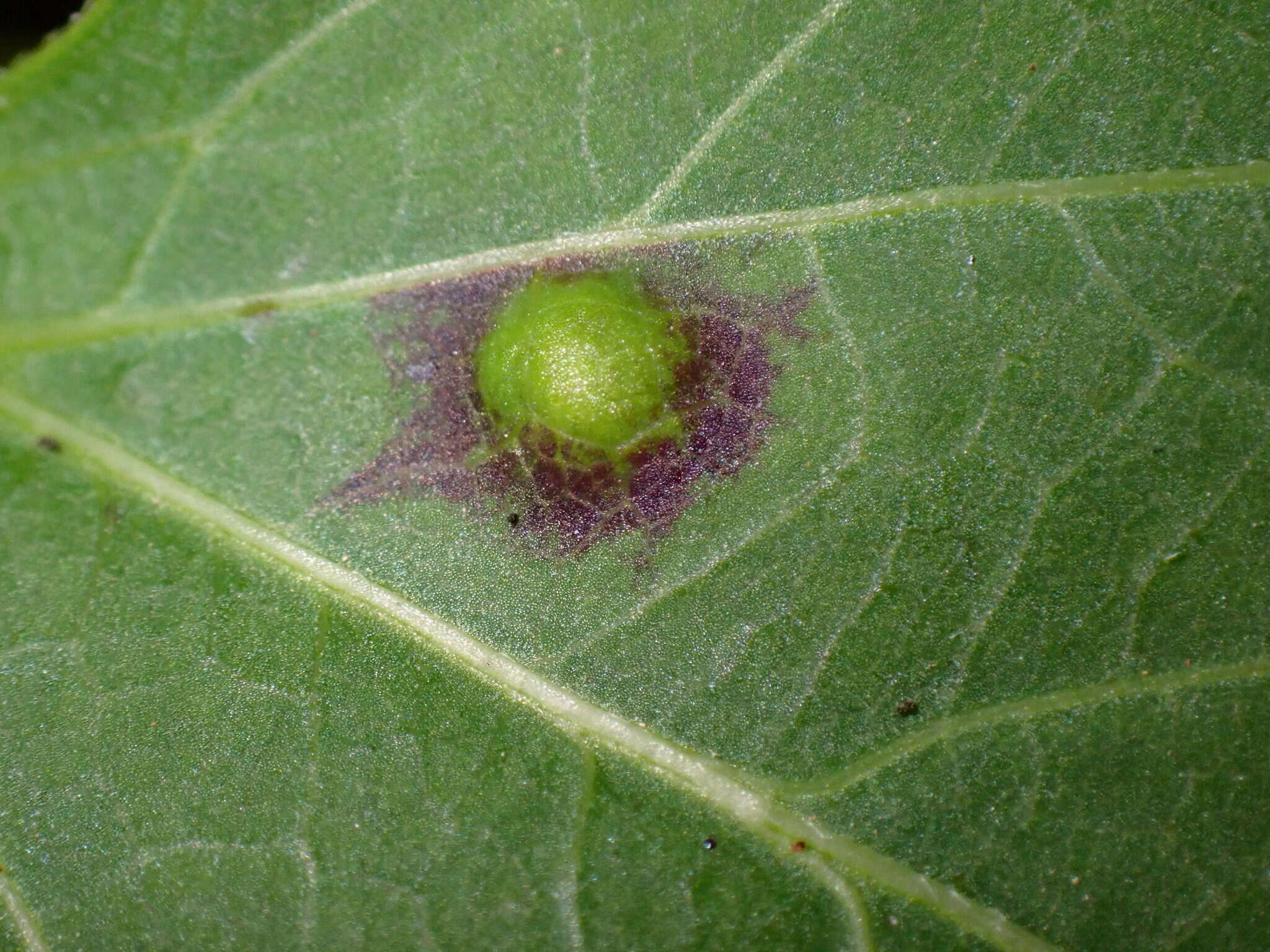 Image of Bactericera antennata (Crawford 1910)