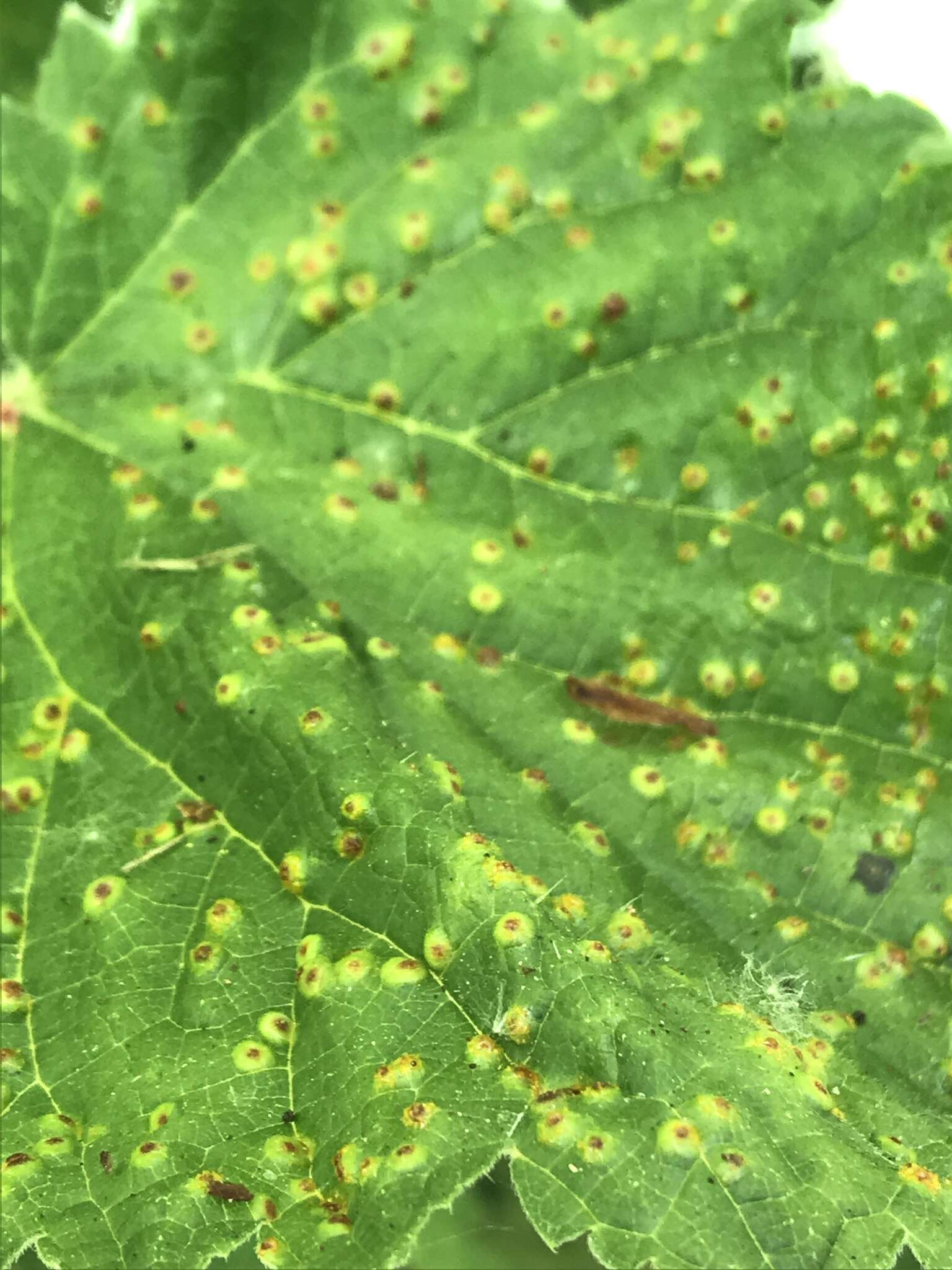 Image of nettle rust (fungus)