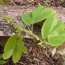 Image of Passiflora triloba Ruiz & Pav. ex DC.