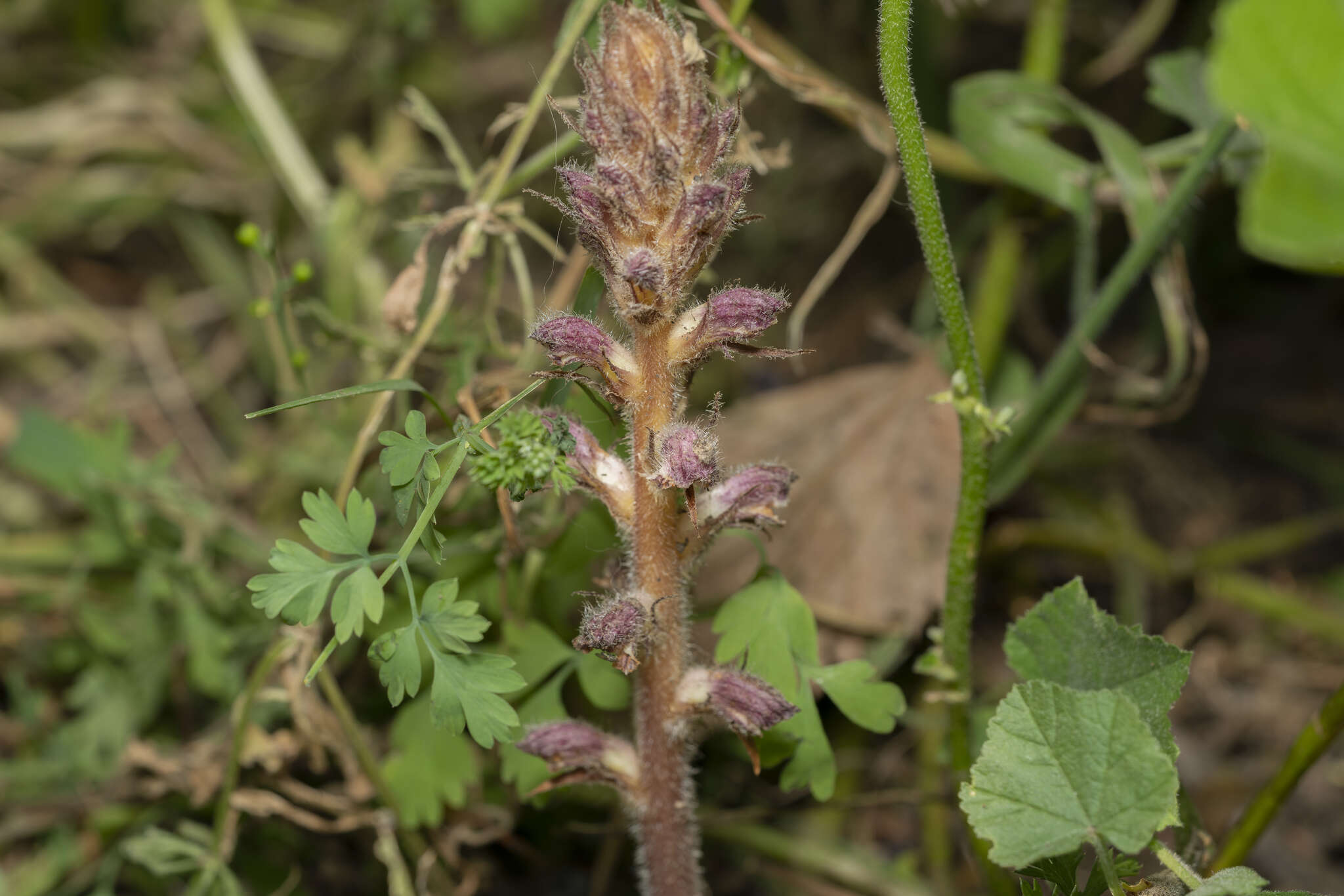 Image of Orobanche pubescens Dum.-Urville