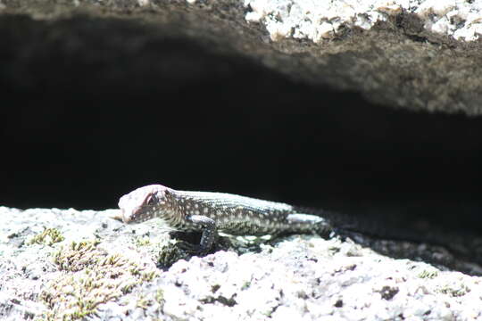 Image of Cunningham's skink