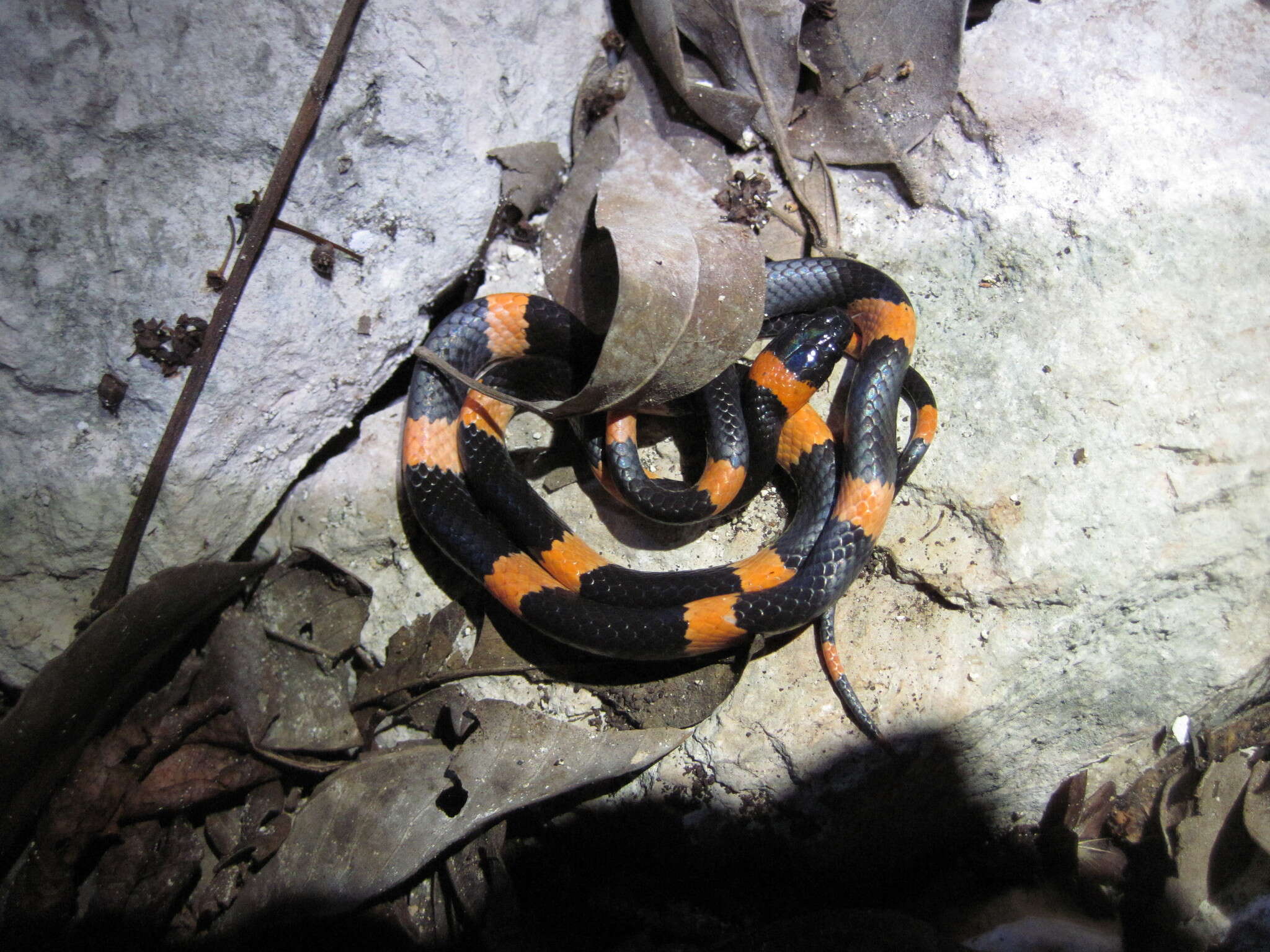 Image of Snail-eating Thirst Snake