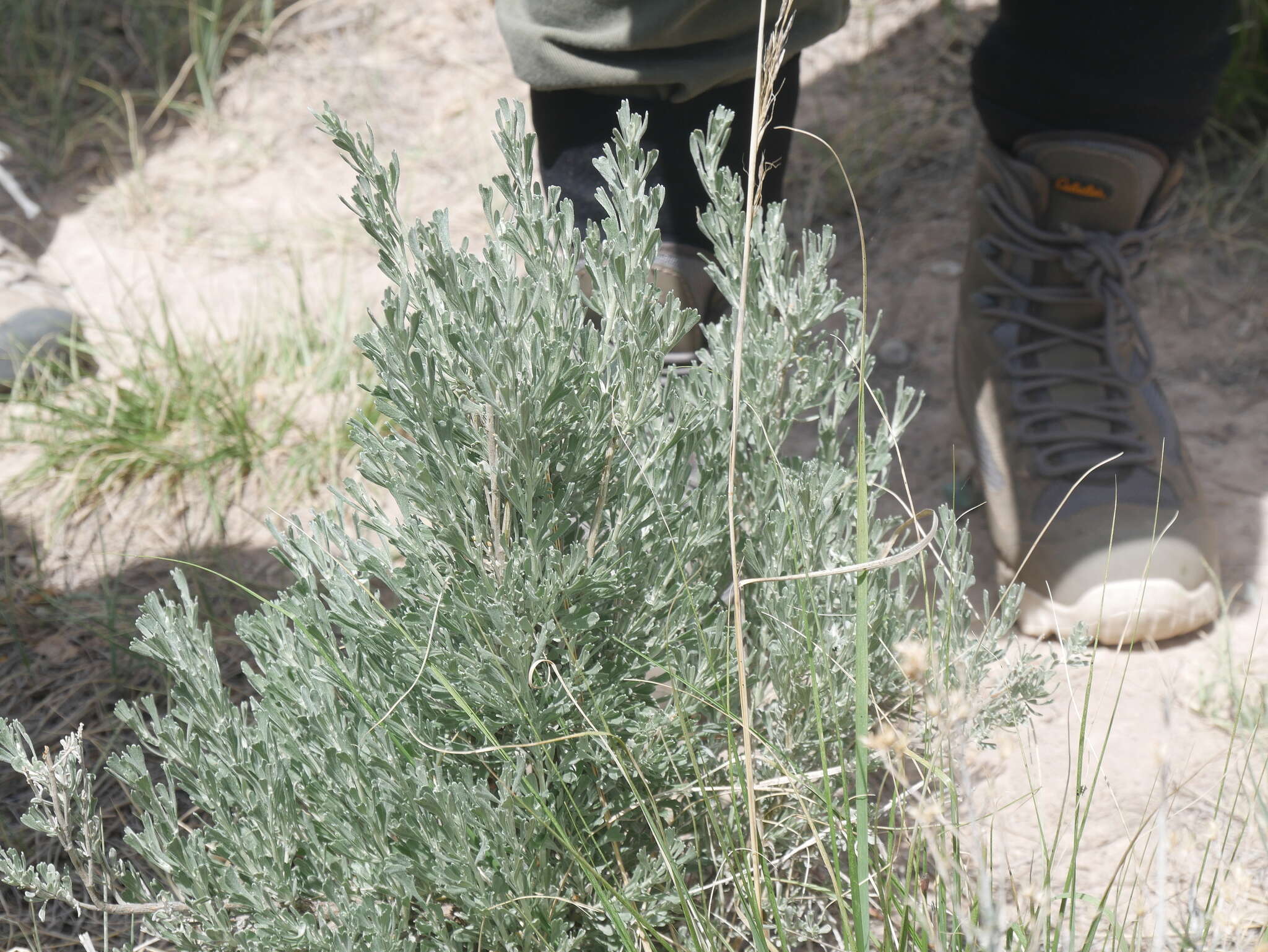 Plancia ëd Artemisia tridentata subsp. wyomingensis Beetle & Young