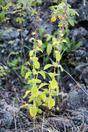Image of Sinningia incarnata (Aubl.) Denham