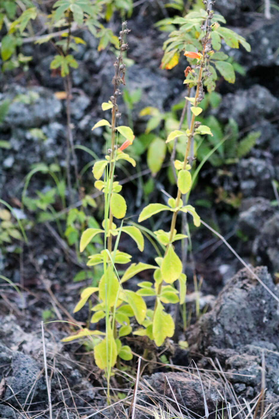 Image of Sinningia incarnata (Aubl.) Denham