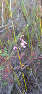 Imagem de <i>Indigofera <i>angustifolia</i></i> var. angustifolia