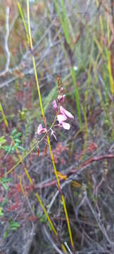 Imagem de <i>Indigofera <i>angustifolia</i></i> var. angustifolia