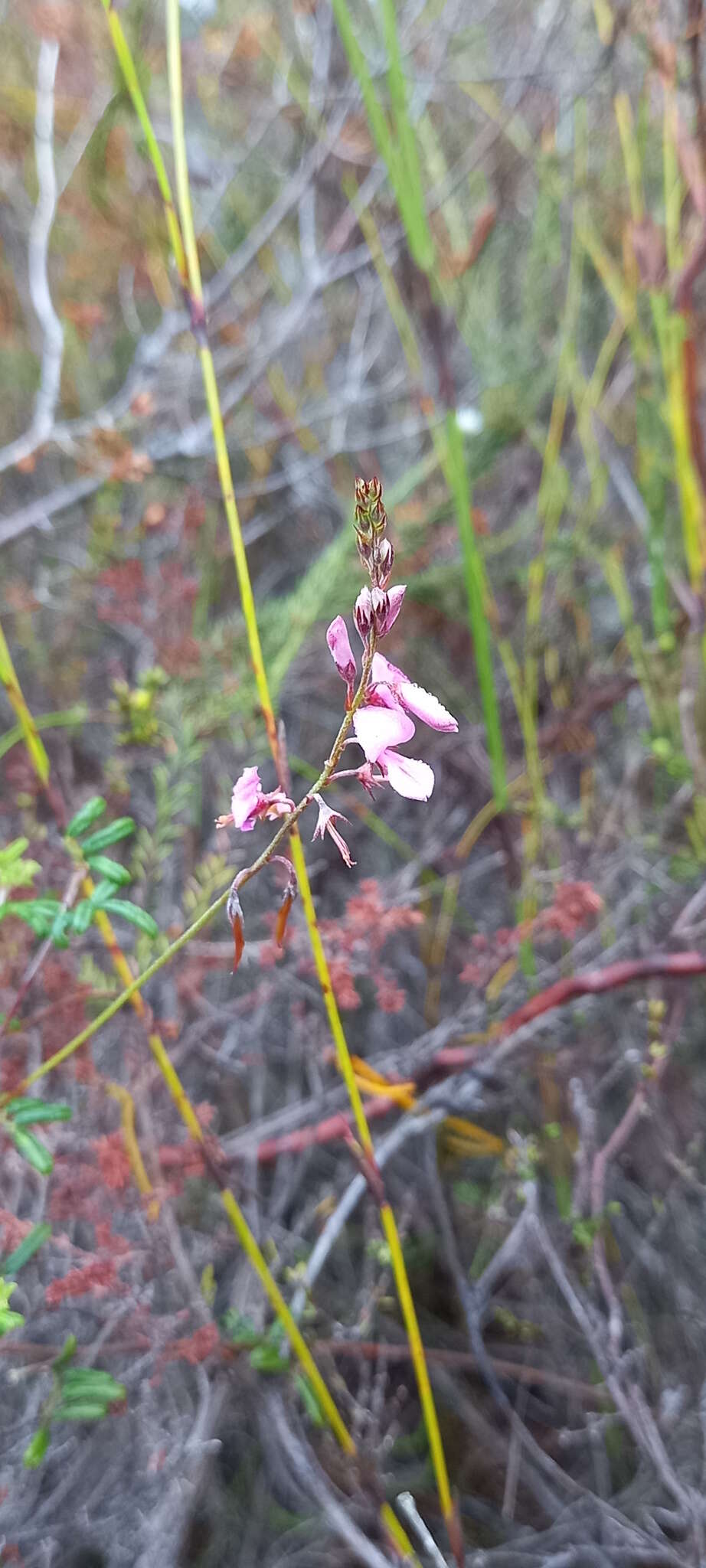 Imagem de <i>Indigofera <i>angustifolia</i></i> var. angustifolia