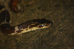 Image de Lycodon rufozonatus walli (Stejneger 1907)