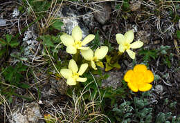 Image of Gentiana verna subsp. oschtenica (Kuzn.) J. J. Halda