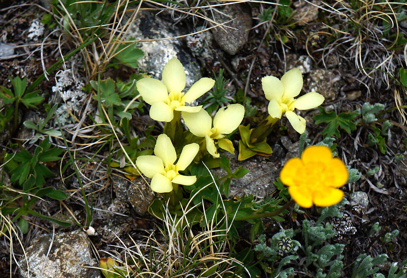 Plancia ëd Gentiana verna subsp. oschtenica (Kuzn.) J. J. Halda