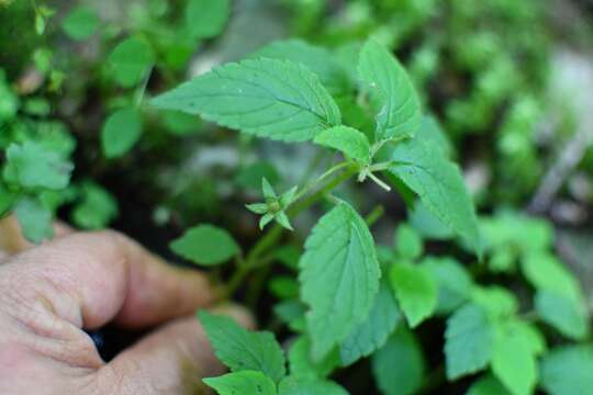 Image of Achimenes misera Lindl.