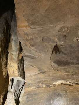 Image of Rufous Horseshoe Bat