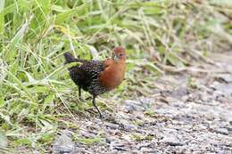 Image of Red-chested Flufftail