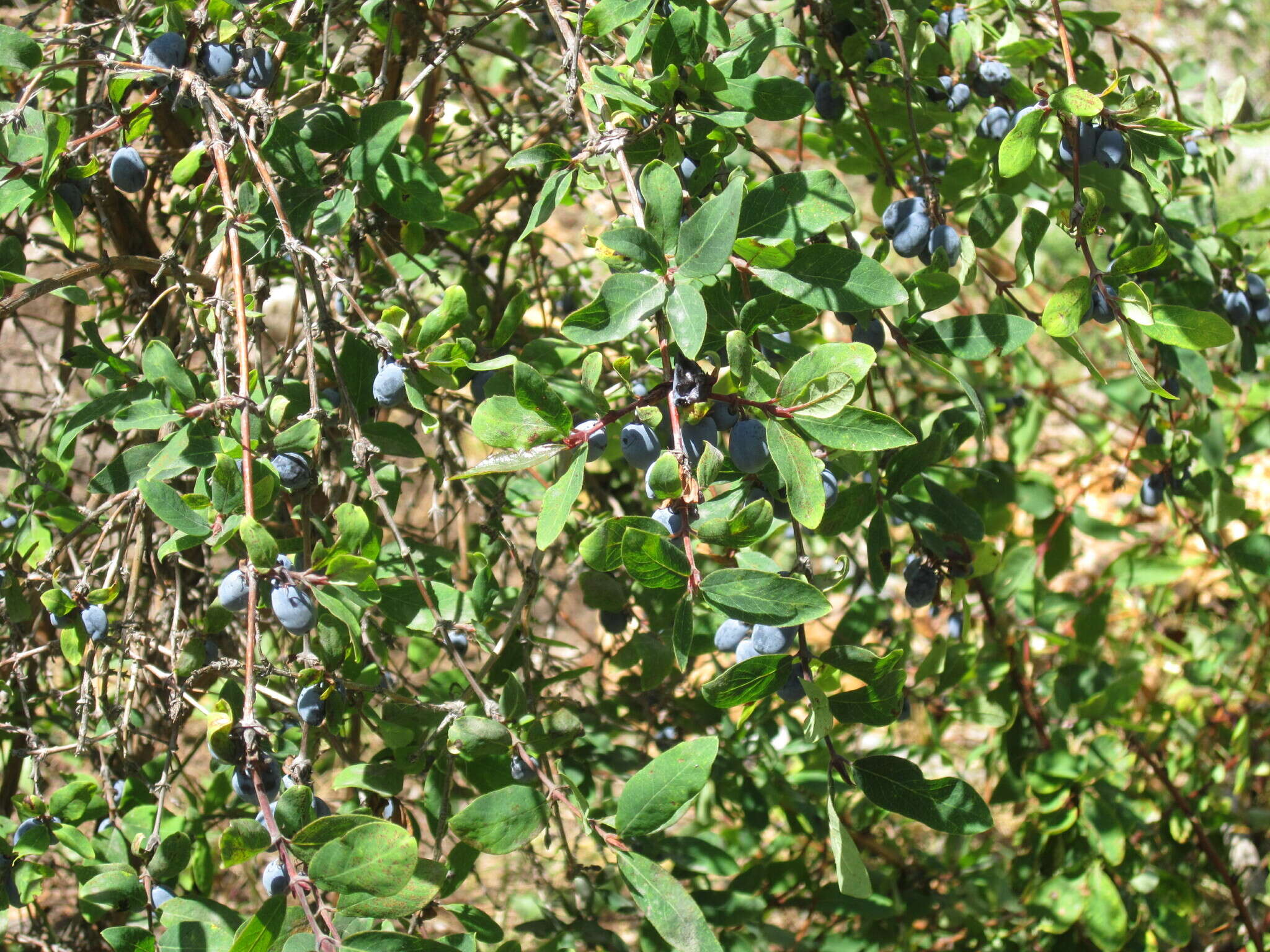 Image of Lonicera caerulea subsp. stenantha (Pojark.) Hultén ex A. K. Skvortsov