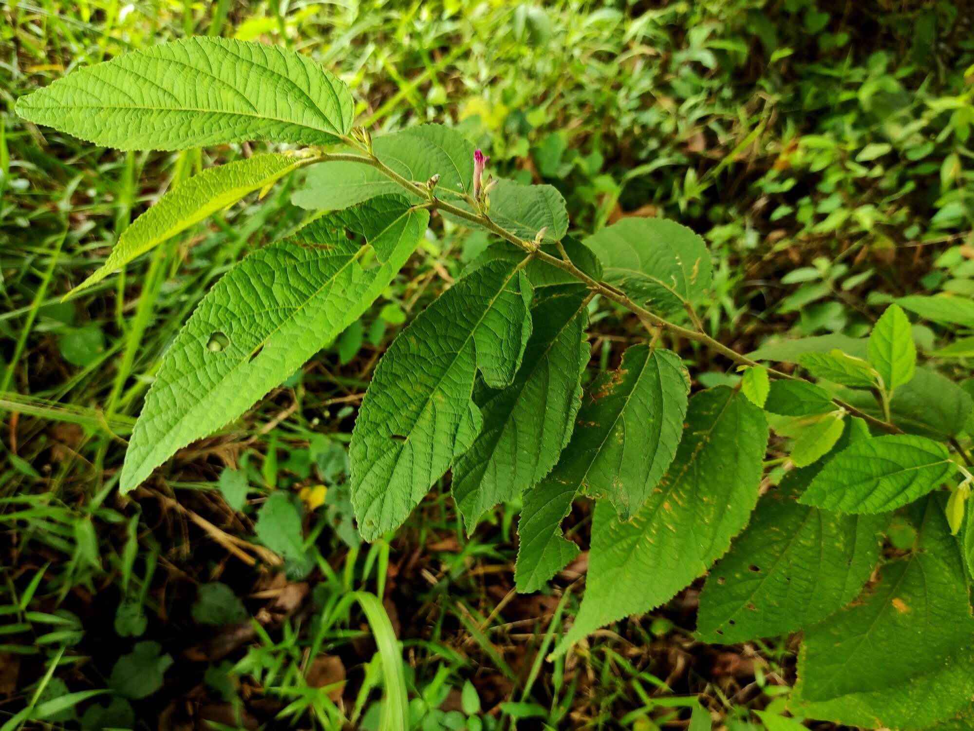 Image of Helicteres hirsuta Lour.