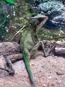 Image of Hernandez's helmeted iguana