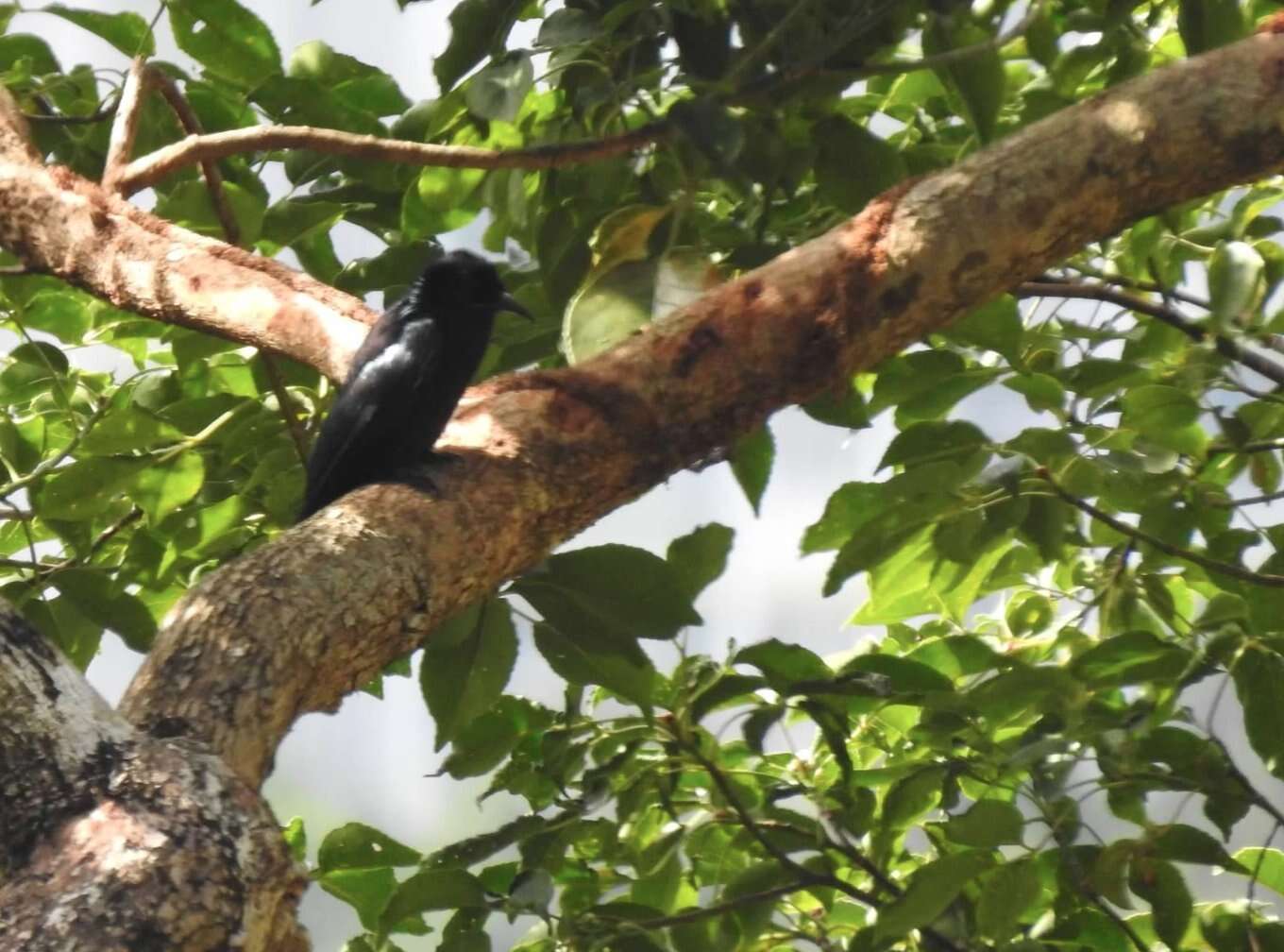 Image of Hair-crested Drongo