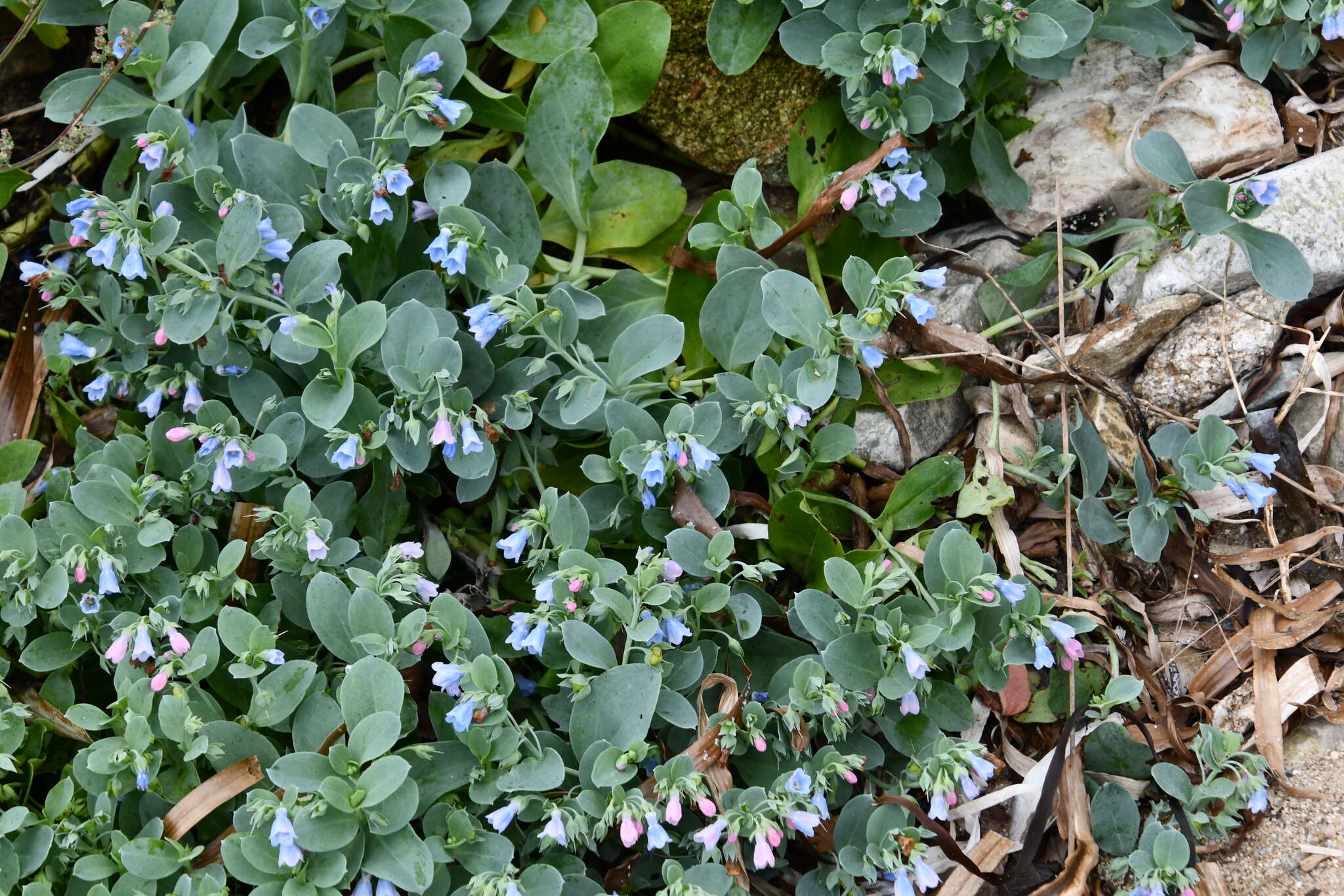 Image de Mertensia maritima subsp. maritima