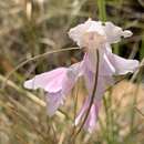 Sivun Gladiolus ferrugineus Goldblatt & J. C. Manning kuva