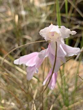 Imagem de Gladiolus ferrugineus Goldblatt & J. C. Manning