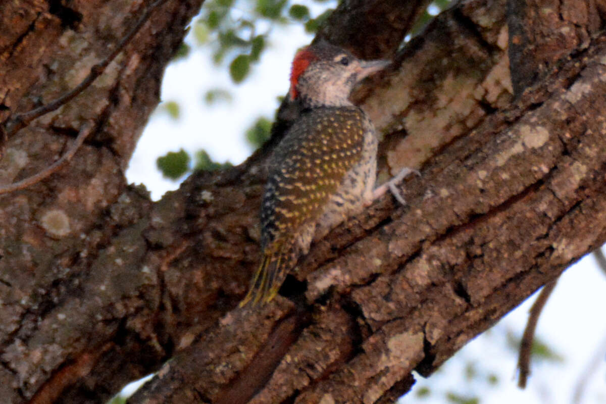 Image of Golden-tailed Woodpecker