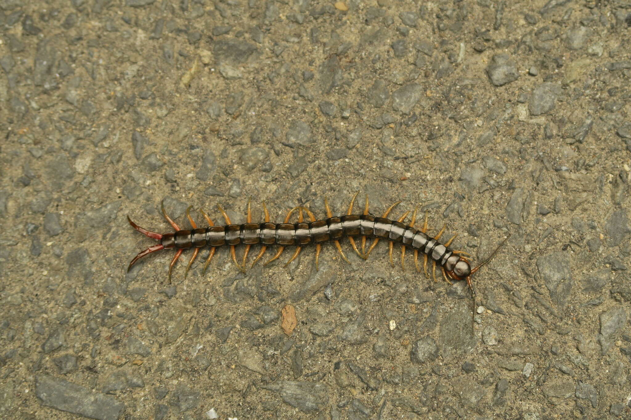 Image of Scolopendra japonica L. Koch 1878