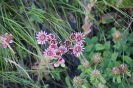 Image of Sempervivum caucasicum Rupr. ex Boiss.