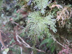 Imagem de Hymenophyllum pluviatile Perrie & Brownsey