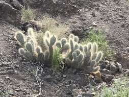 Opuntia polyacantha var. erinacea (Engelm. & J. M. Bigelow) B. D. Parfitt resmi