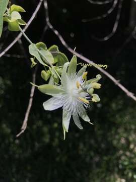 Image of Passiflora tenuifila Killip